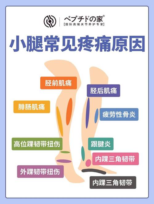 延迟性肌肉酸痛腿部示意图