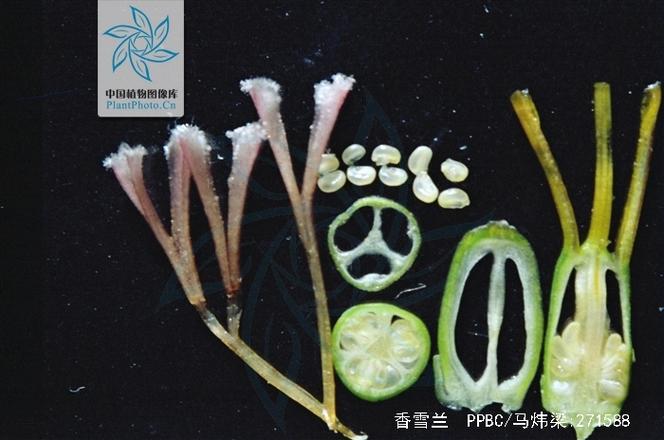 植物花苞内部结构解剖示意图
