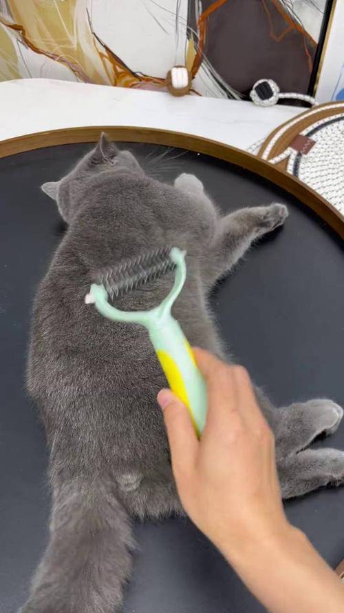 掉毛季猫咪浮毛沾满梳子实拍