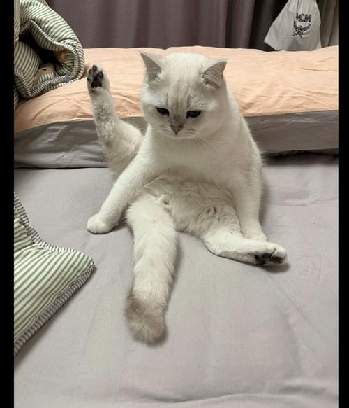 猫咪蹲在羊毛垫上抬后腿准备排尿