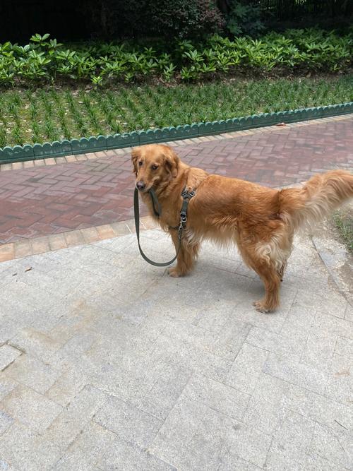 一只金毛犬正在户外草地上爆冲牵引绳绷得紧紧的