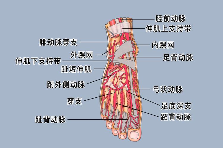 外周血管病患者日常足部检查示意图