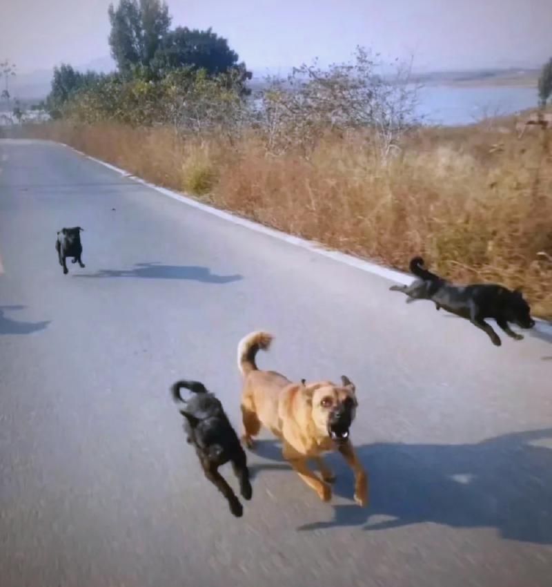 户外主人追跑狗狗错误召回训练场景