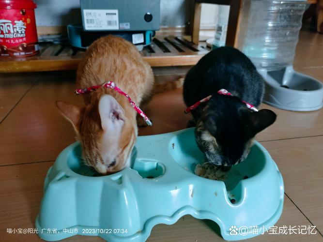 猫咪蹲在食盆边仅舔两口水就准备躲回角落的实拍