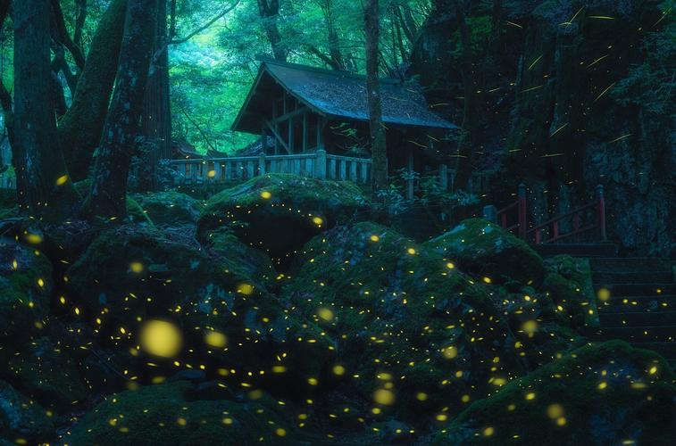 日本传统夏日萤火虫祭的夜景长曝光摄影