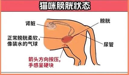 公猫尿道解剖结构对比图 正常vs尿闭堵塞状态