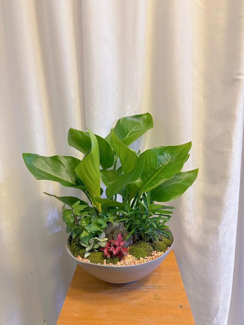 新手好养室内观叶植物桌面摆放图