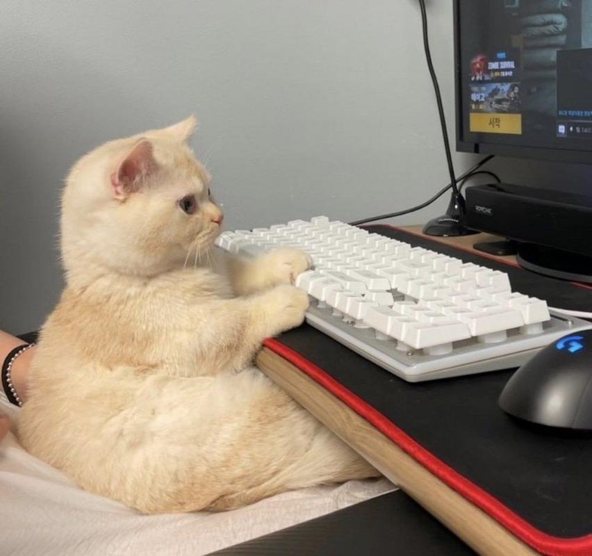 猫咪蹲打开的笔记本电脑上实拍