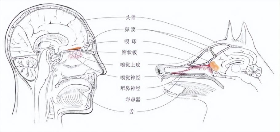 犬类鼻腔嗅闻功能解剖示意图