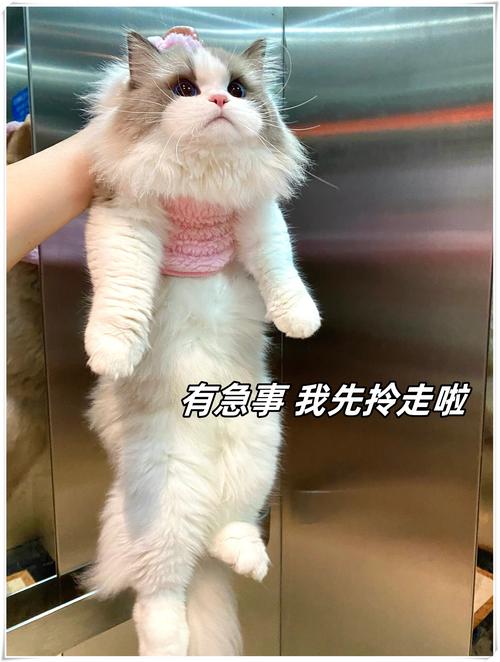 真走这一步，要拎清楚什么
