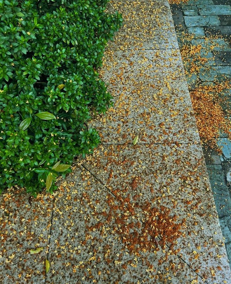 桂花落在小区步道石阶实拍