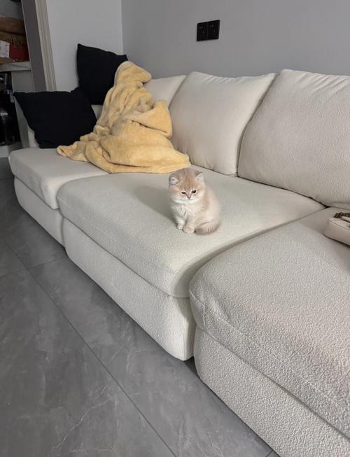 猫咪在新沙发边缘做气味标记实拍