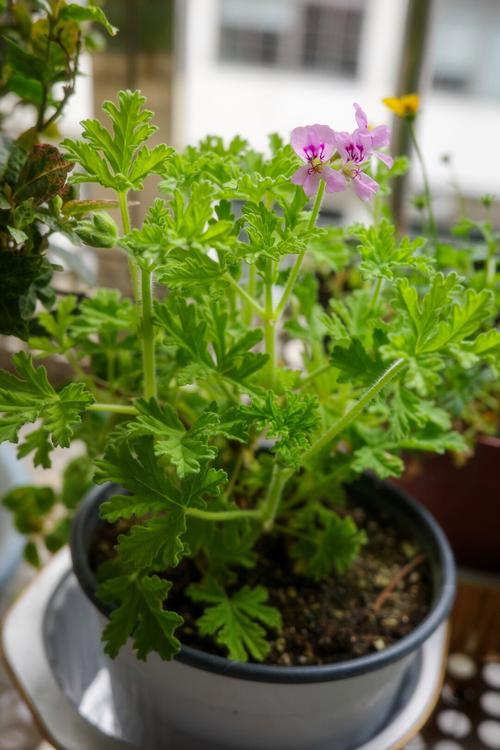 阳台盆栽驱蚊香草生长实拍