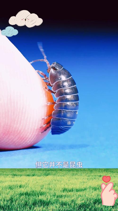孩子用放大镜观察泥土里的西瓜虫