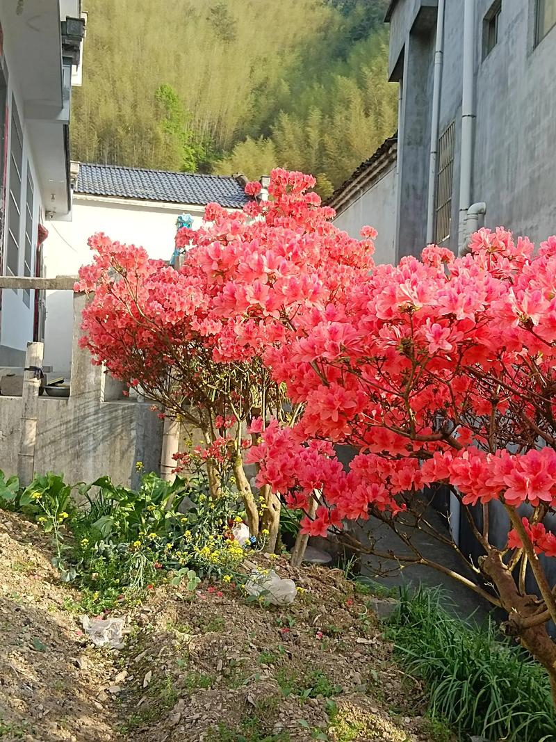 南漳张家寨山民踩踏的羊肠山道旁的野生映山红