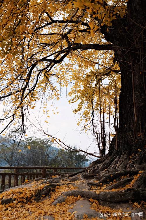 江西龙虎山天师府古银杏秋景