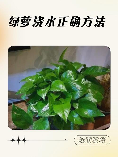 新手养绿植总死?绿植养护有哪些避坑技巧?-我问答网
