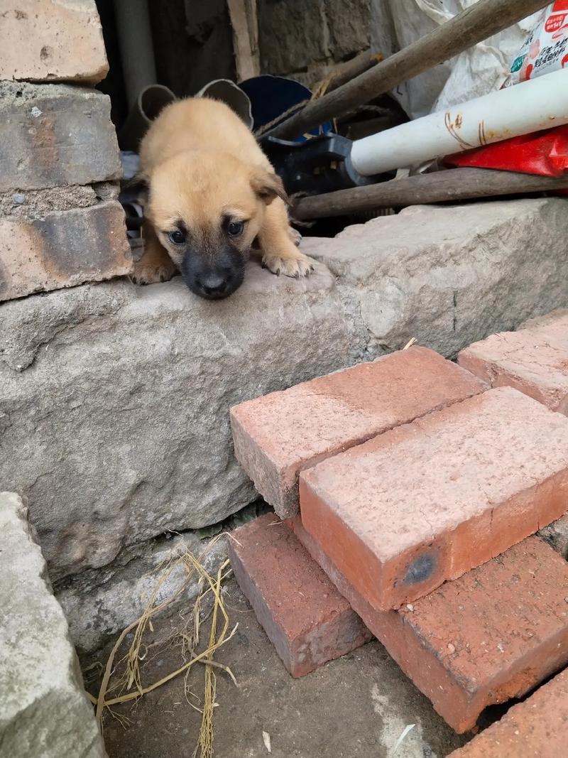 趴在老北京胡同青砖墙根的纯种北京犬