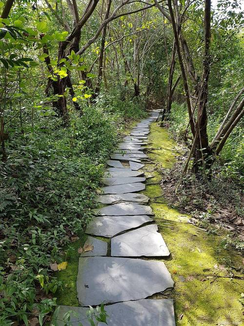 公园林荫步道石板路青苔光影照片