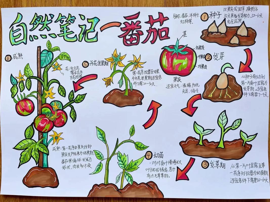 小学生校园小菜园里观察番茄生长,手中拿着记录本
