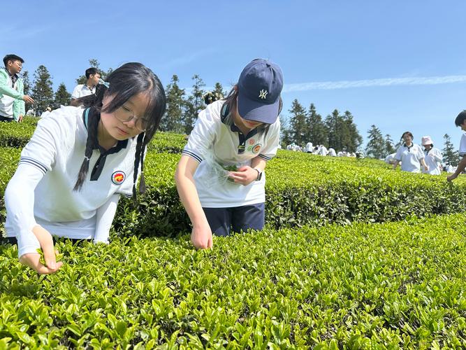 乡村中学茶园实践课学生采茶