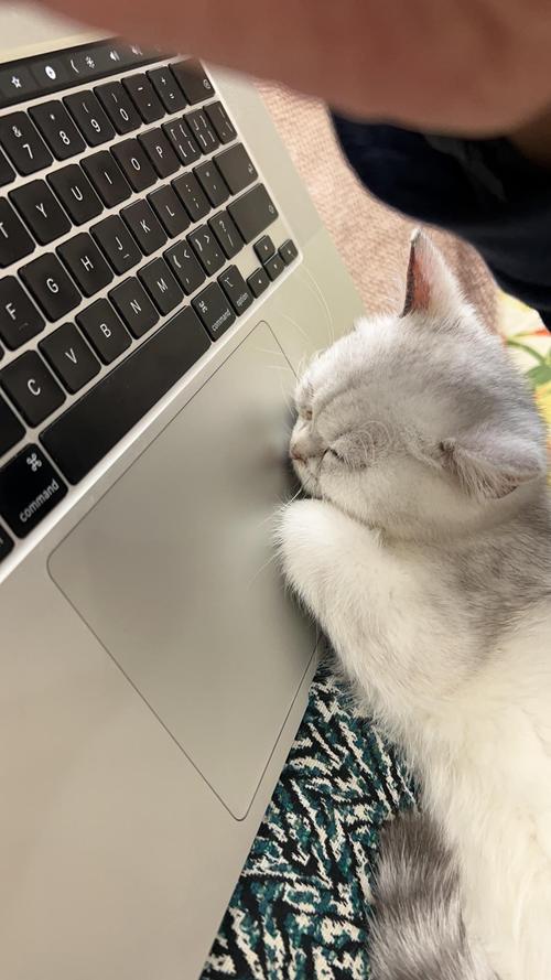 猫咪用爪拨弄桌上耳机线的特写