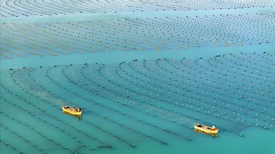 正规养殖海产捕捞作业场景