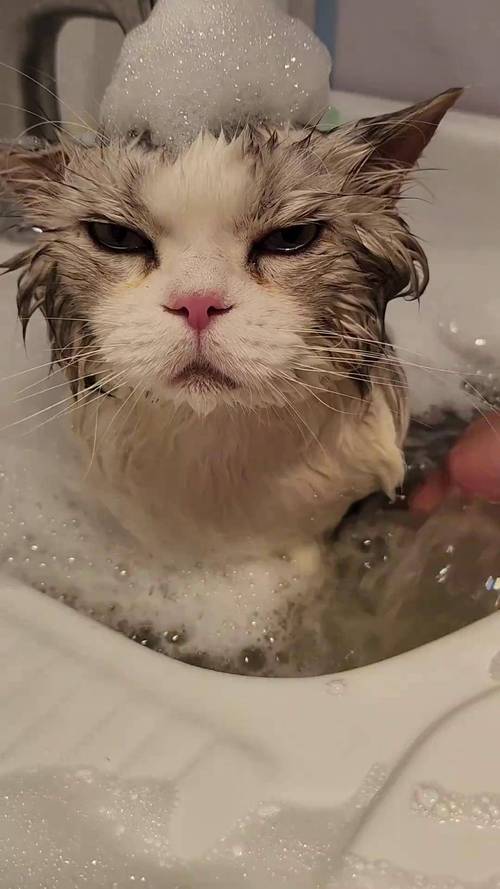猫洗澡时惊恐表情
