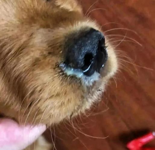 犬瘟热中期狗狗堵塞鼻腔脓性鼻涕实拍