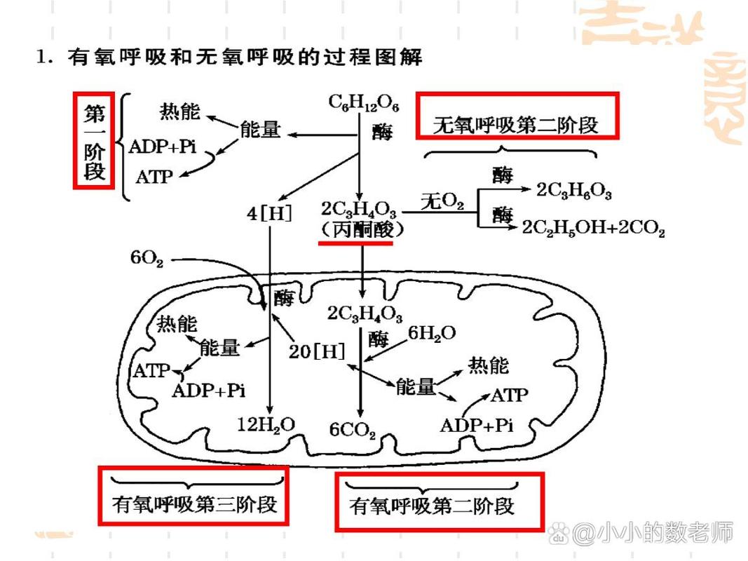 初中生物课本有氧呼吸无氧呼吸过程对比图