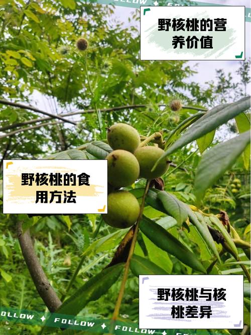 核桃的产地图鉴：别只盯着“野生”俩字