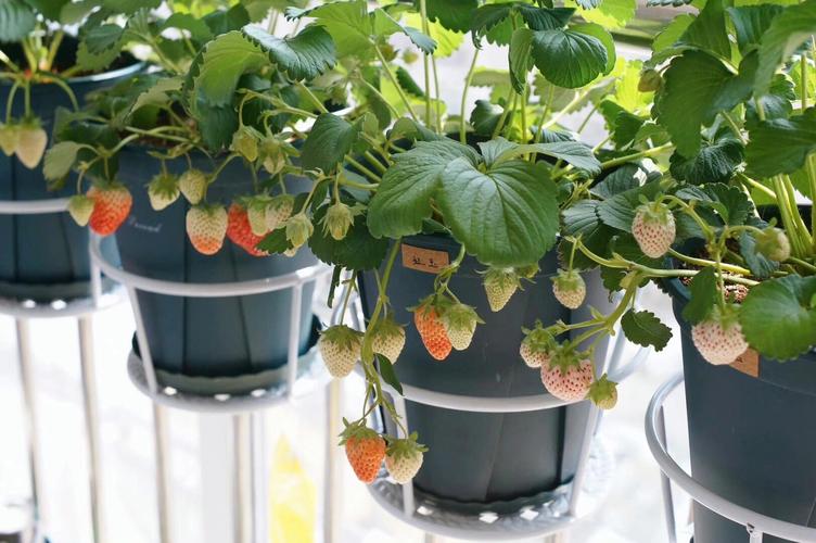 中小学教室窗台草莓种植箱