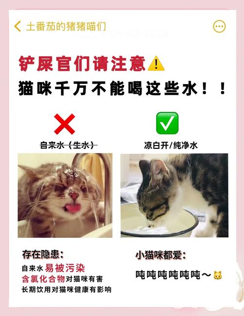 补饮水不是硬灌,别把猫按在水碗边