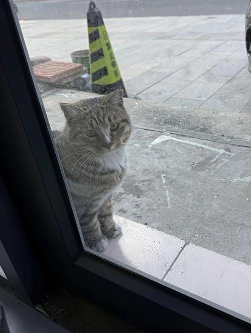 救助站三花猫蹲在窗台排便实拍