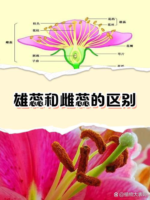 几个关于雄蕊的冷知识，看完你肯定忘不掉