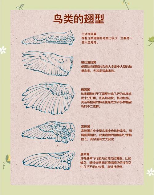 不同类型鸟类羽毛形态观察图