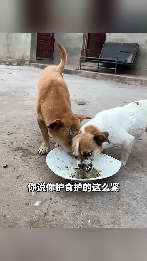 狗狗进食时警惕护食实拍