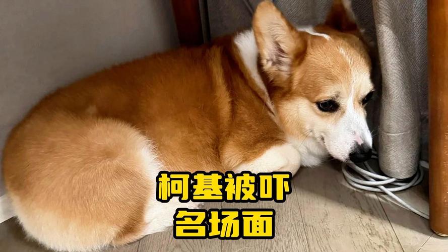 夹尾巴害怕的柯基狗狗社交表情