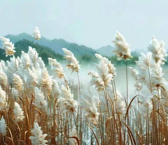 秋日河边蒹葭白露自然场景