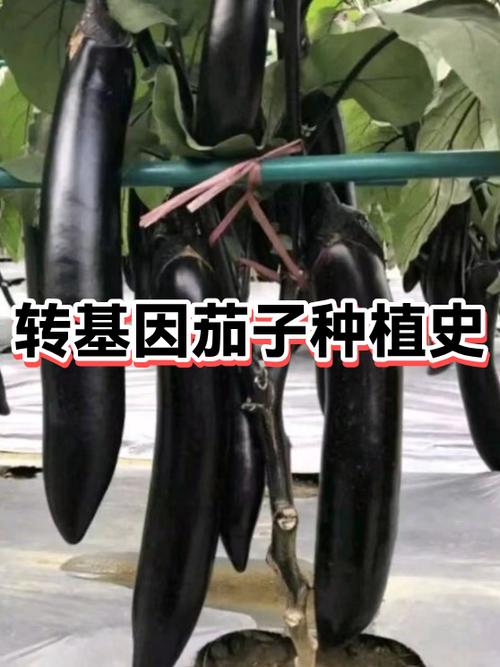 三、转基因种子：我们该怕它吗？