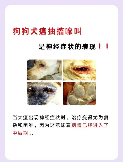 犬瘟热中期狗狗神经点头症状实拍