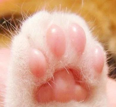 主人给猫咪做肉垫脱敏互动场景图