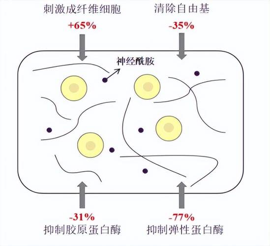 神经酰胺修护皮肤屏障原理图
