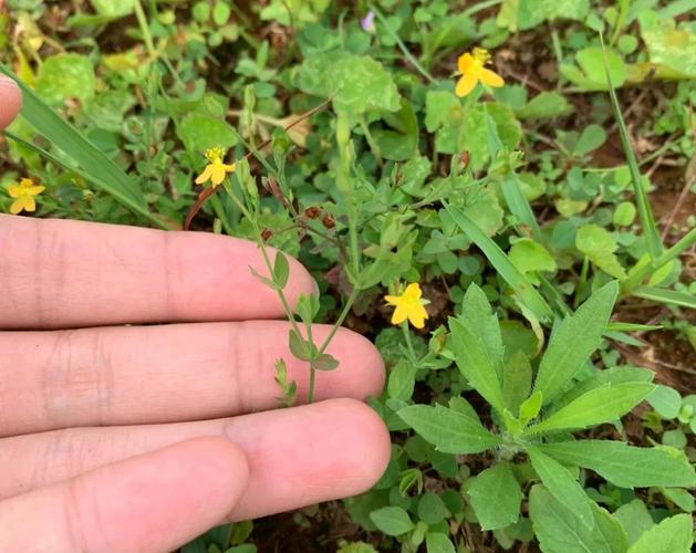 那些叫不上名字的野花,藏着最硬核的生存哲学