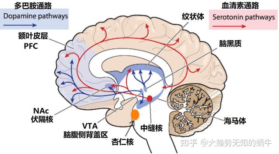 前额叶皮层与腹侧纹状体多巴胺回路延迟满足神经机制图