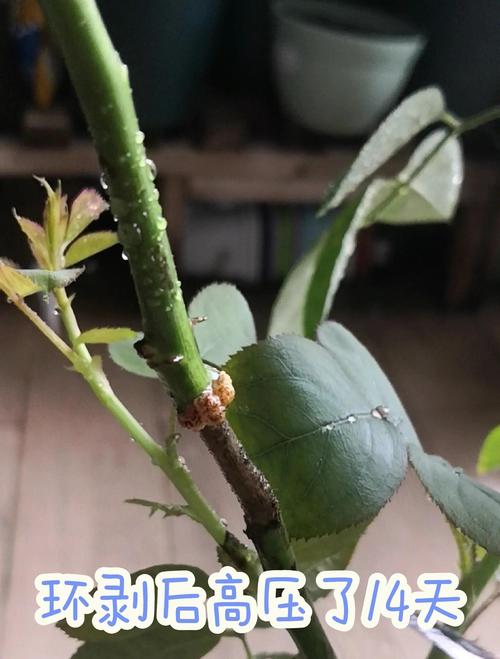 压条这玩意儿,到底值不值得费心?