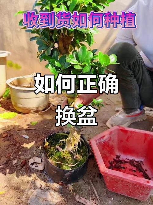 修剪换盆，越摘越旺的小秘密