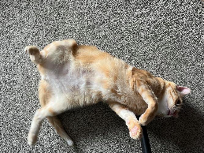 橘猫癫痫发作时四肢僵直侧卧在羊毛地毯上的实拍