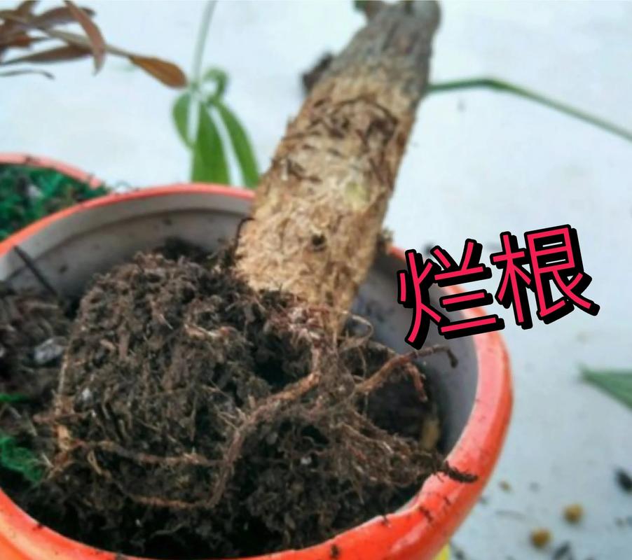 绿植烂根修剪挽救过程图