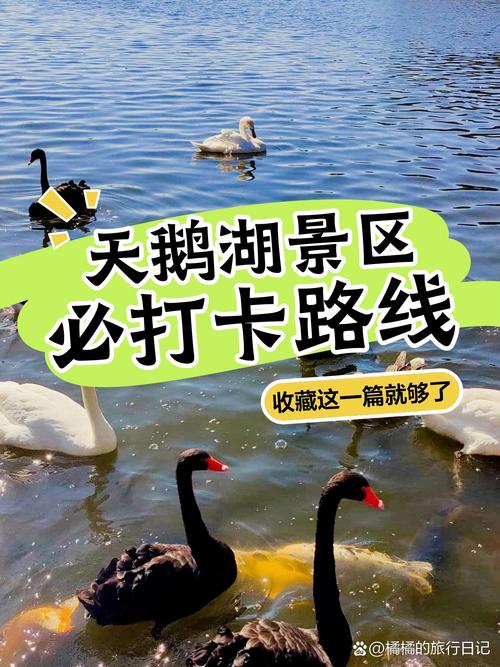 来天鹅池要慢慢玩